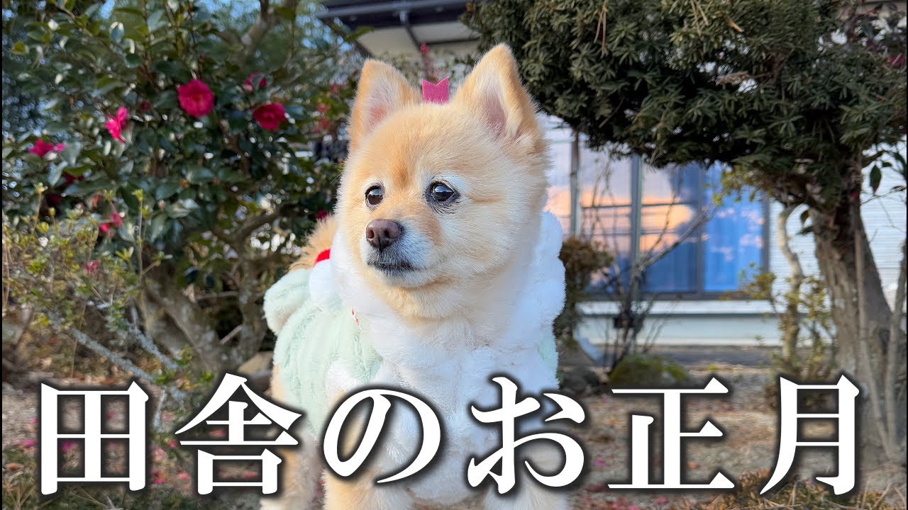 福島の実家に帰省した愛犬のお正月に密着！