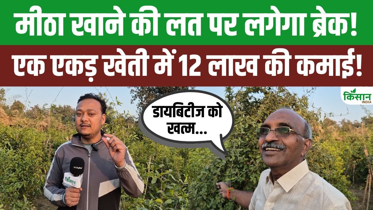 Gudmar Farming | सिर्फ एक एकड़ में खेती कर इस पौधे से लखपति बन सकते हैं किसान! | Gymnema sylvestre