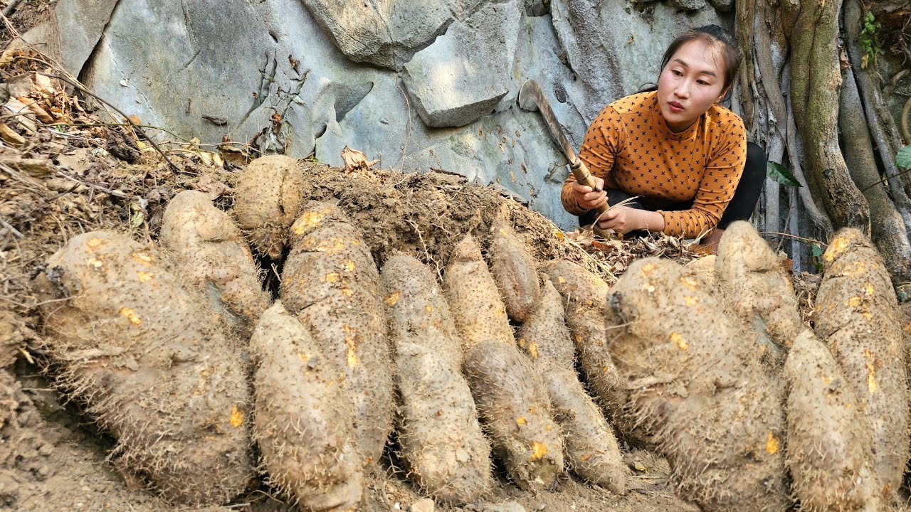 The girl went up the mountain and harvested many giant thorny roots to sell, ginger preservation