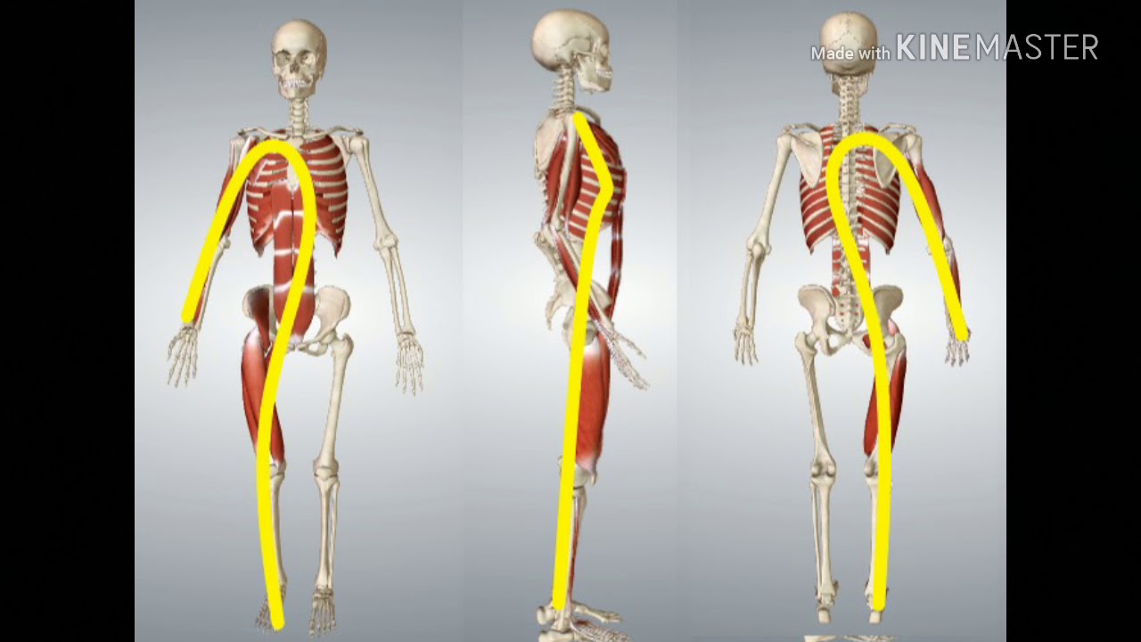 CADENA MUSCULAR GDS ANTEROPOSTERIOR.