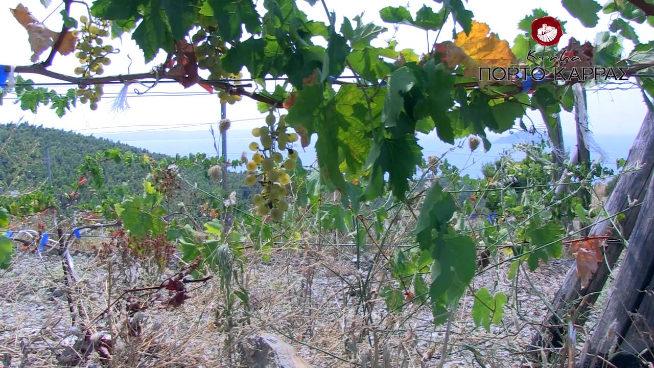 Domaine Porto Carras promo video - GR version