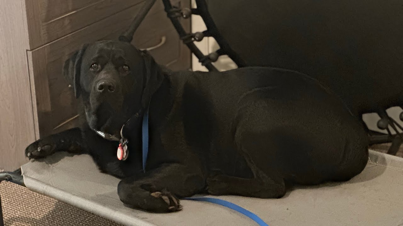 Dog Training using place command with distance drills - Labrador Retriever