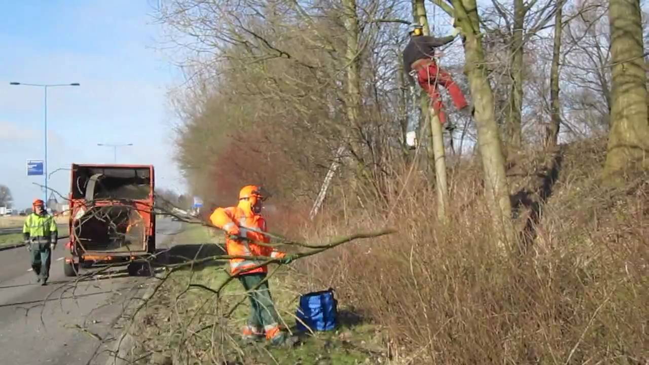 Snoeien door Boomverzorger / Treeworker - Zoetermeer, Afrikaweg 12 februari 2010