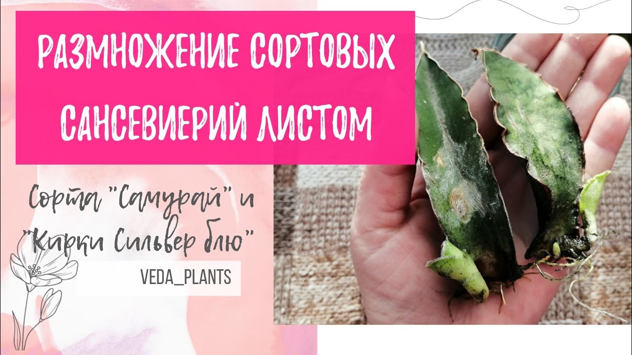 Размножение сортовых Сансевиерий 