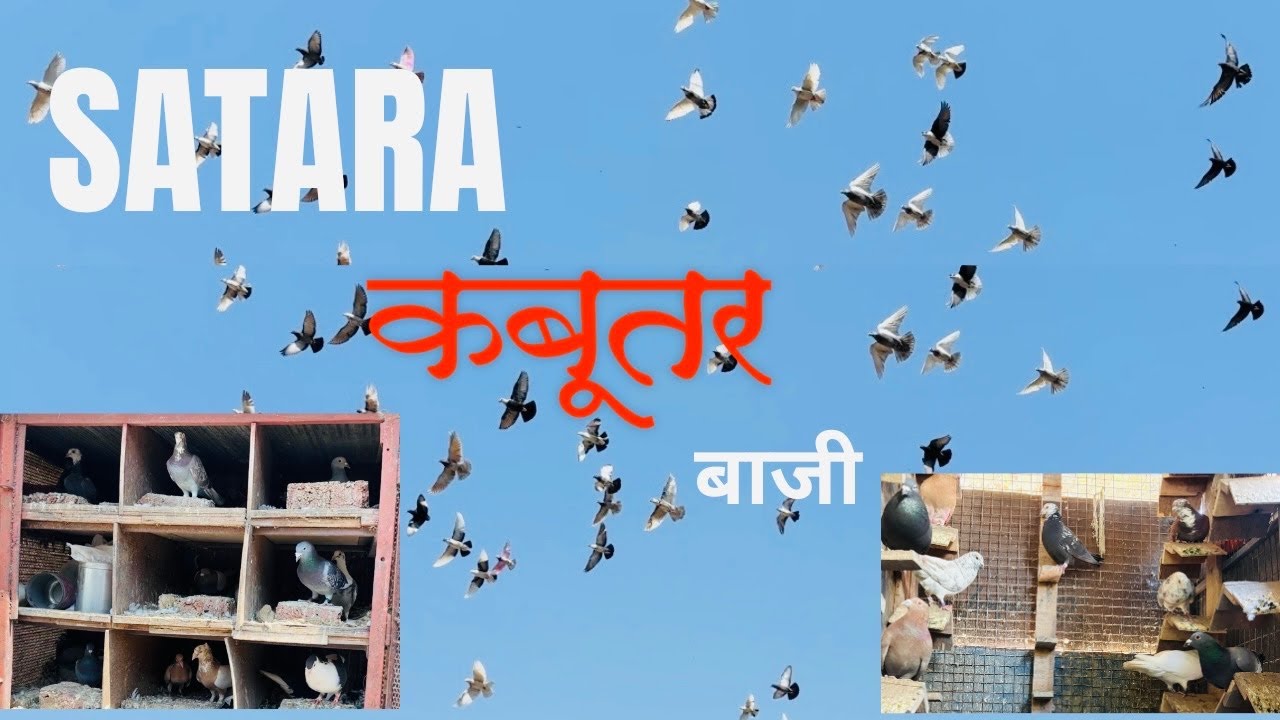 सातार कबुतर बाजी,संपूर्ण मुलाखत |satara kabutar bazi |
