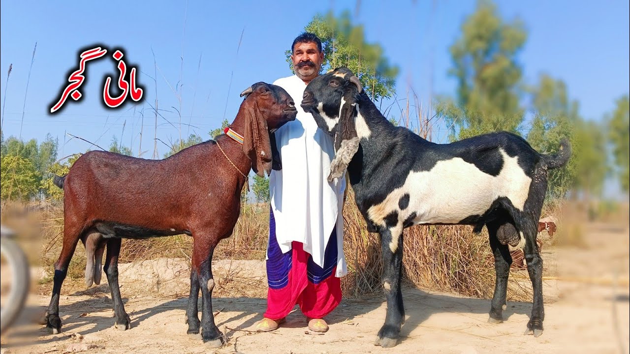 Big Size Beetal Goats Of Ramzan Gujjar - Beetal Goat Farm - Goat Farming Buisness