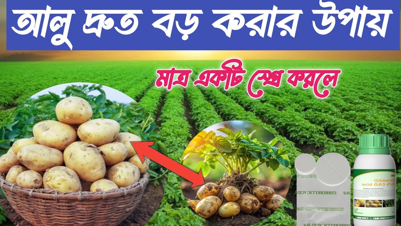 আলু দ্রুত বড় করার উপায়। আলু তাড়াতাড়ি বড় করার উপায়। আলুতে জিবেরেলিক অ্যাসিড কখন স্প্রে করতে হবে
