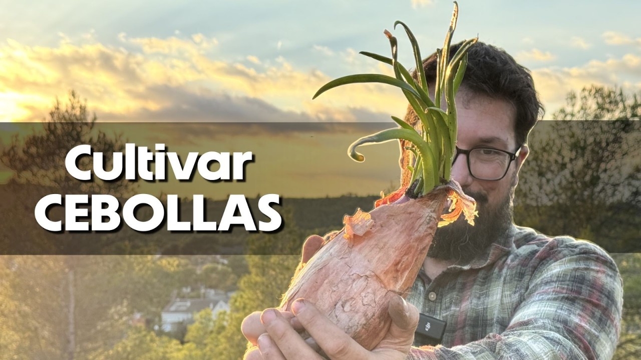 Otra forma de cultivar cebollas 🤩