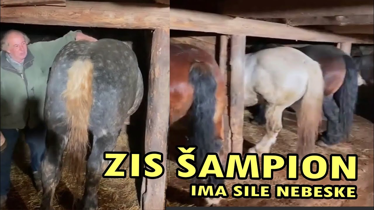 Vrhunska grla u štali Milorada Stojanovića Zisa - Smoljana 21.12.2021