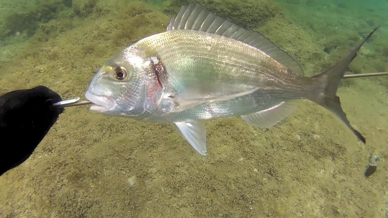 Chasse sous marine Corse...Daurades par petits fonds
