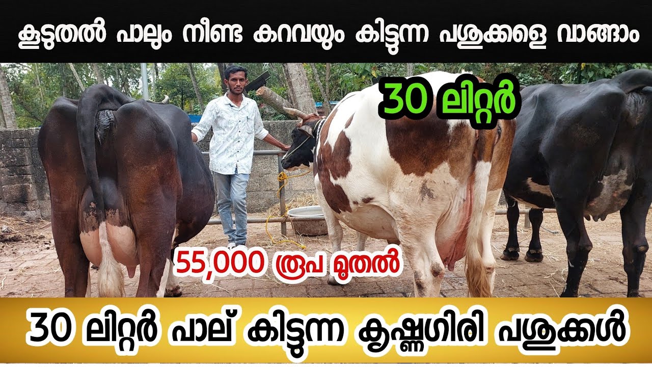 കൂടുതൽ പാലും നീണ്ട കറവയും ഉള്ള കൃഷ്ണഗിരി പശുക്കളെ കുറഞ്ഞ വിലയിൽ കൊല്ലത്തുനിന്നും വാങ്ങാം #dairy
