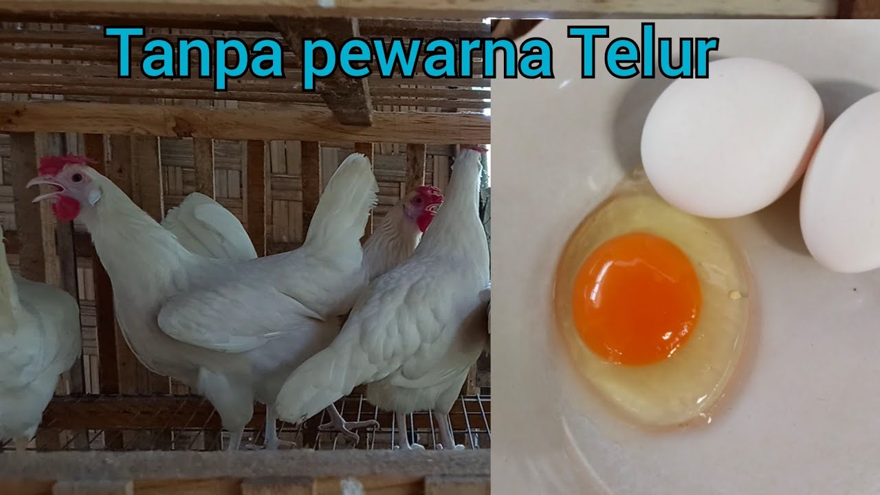 Cara membuat kuning telur ayam berwarna ORANGE