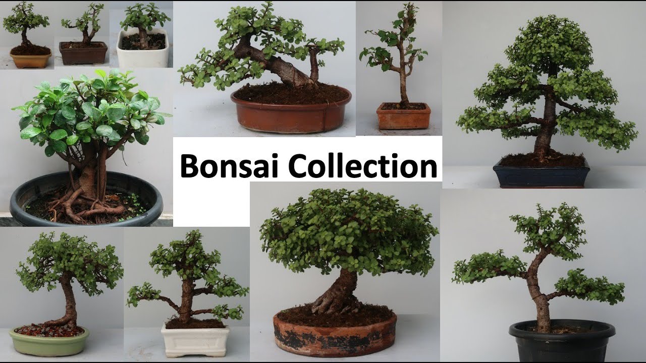 My Bonsai & Pre Bonsai Collection | Jade bonsai | Bougainvillea | Chinese Elm | Ficus | Celtis