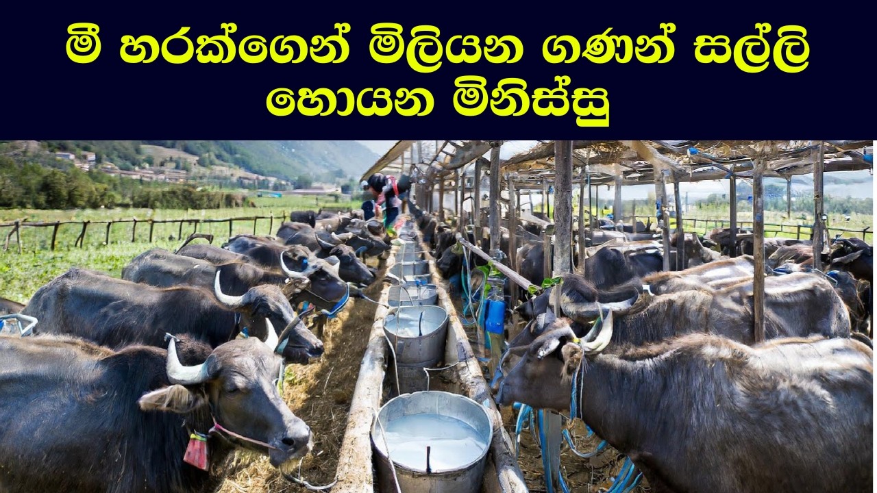 මී හරක්ගෙන් මිලියන ගණන් සල්ලි හොයන මිනිස්සු