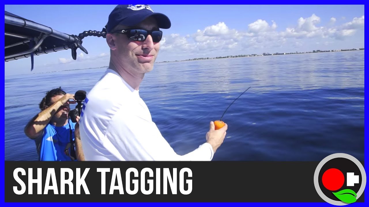 Bringing Data to the Surface: Shark Science #3