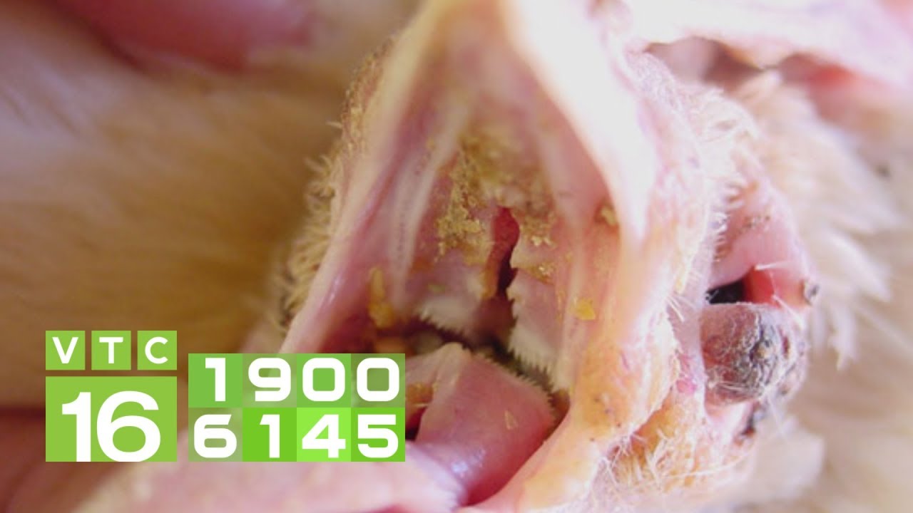 Loại thuốc đặc trị bệnh nấm họng ở gà I VTC16