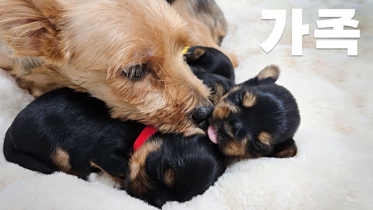 번식장에서 구조된 요크셔테리어 가족