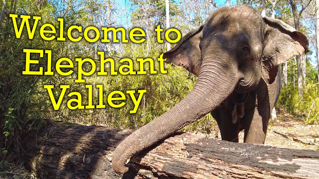 Elephants in Cambodia! (and the most humane way to see them)