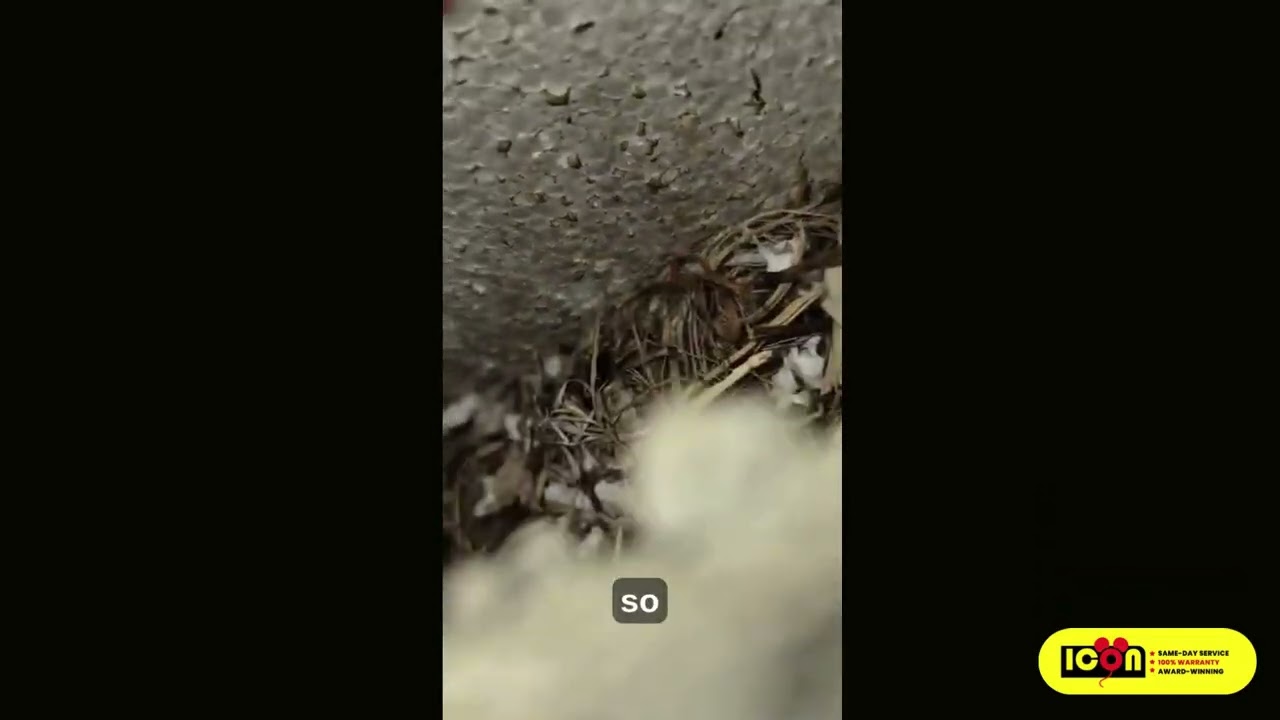 Bird Nest Removal and Disinfection | Icon Pest Wildlife Control Toronto