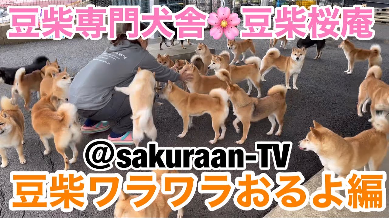 【豆柴専門犬舎🌸豆柴桜庵】豆柴がワラワラ大集合！　@sakuraan-TV
