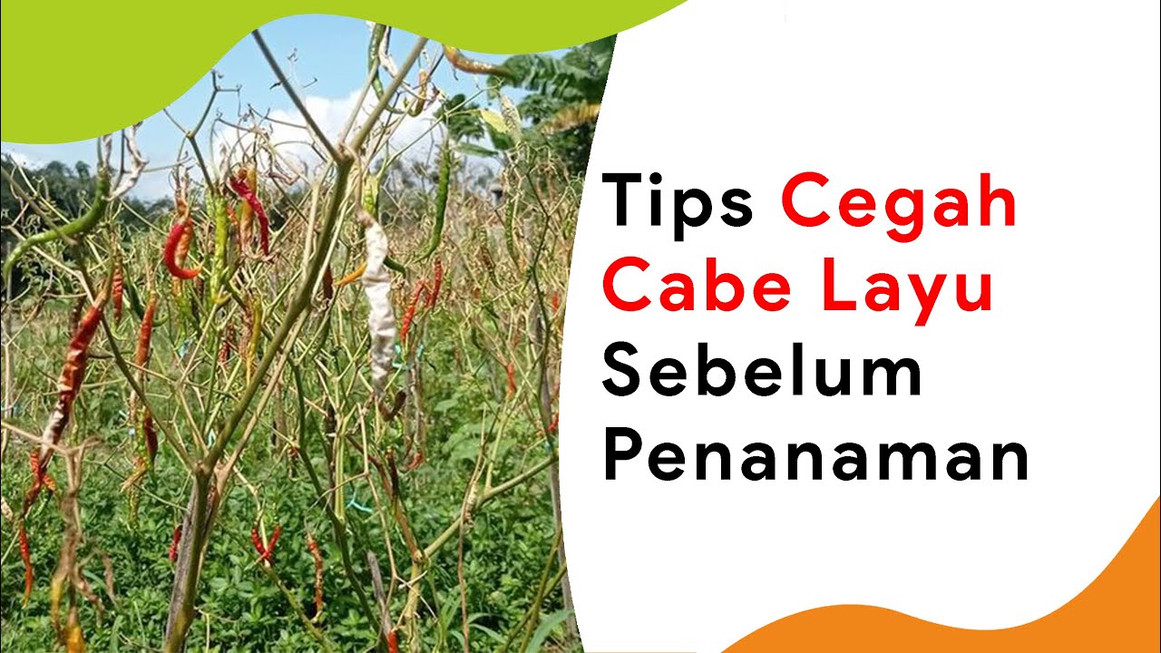 Tips dan Cara Mencegah Penyakit Layu Bakteri dan Layu Fusarium Sebelum Penanaman