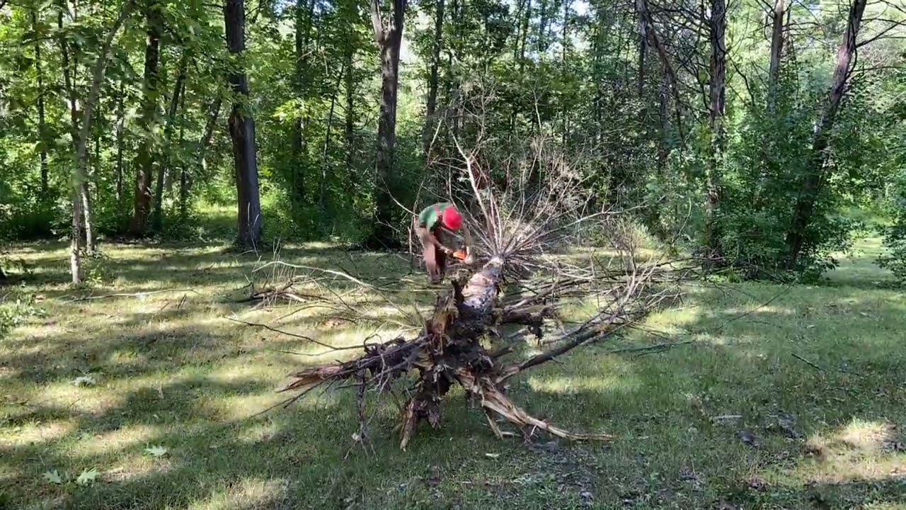 Delimbing Red Cedar Tree with Stihl Chainsaw | Precision in Action!