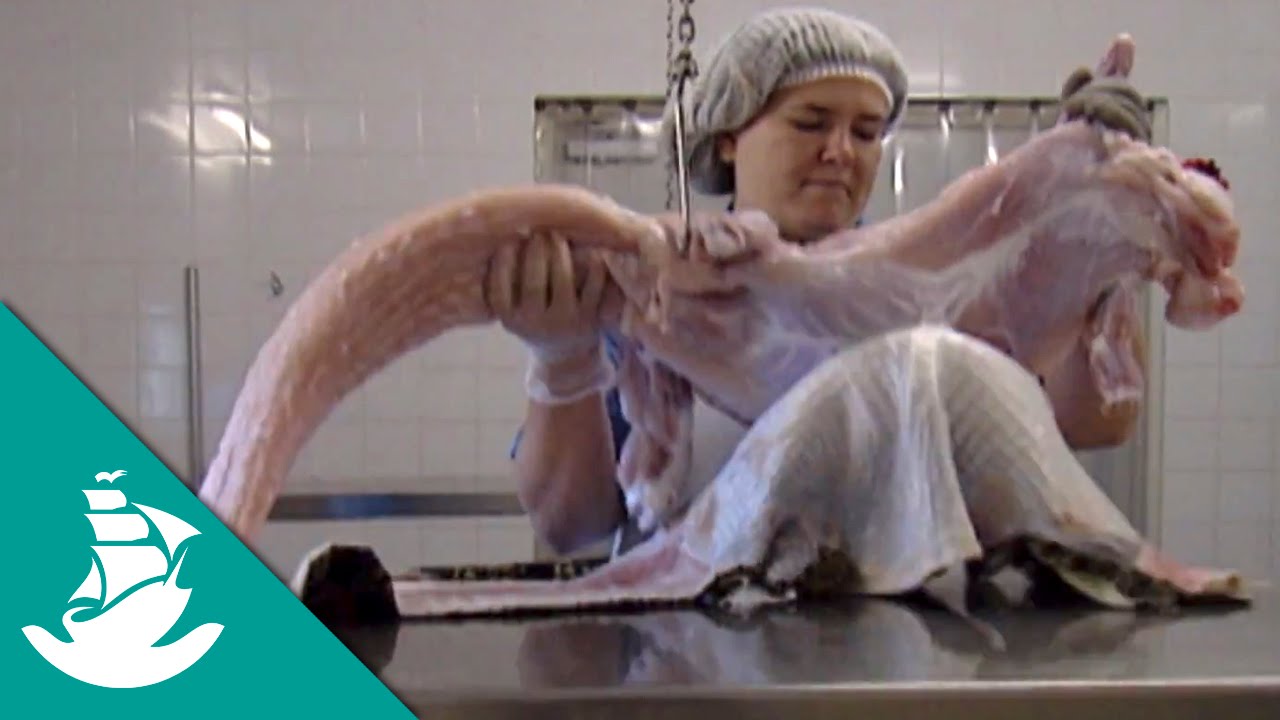 Alimentos del futuro (Documental completo)