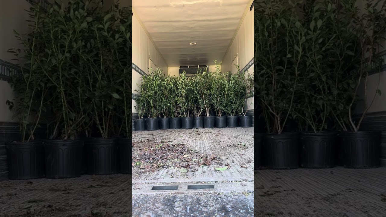 Blueberry Plants from DiMeo Blueberry Farmers