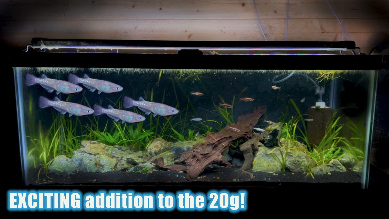 Йодзакура и его друзья в доме! | Новости о 20-галлонном аквариуме — как хорошие, так и плохие...