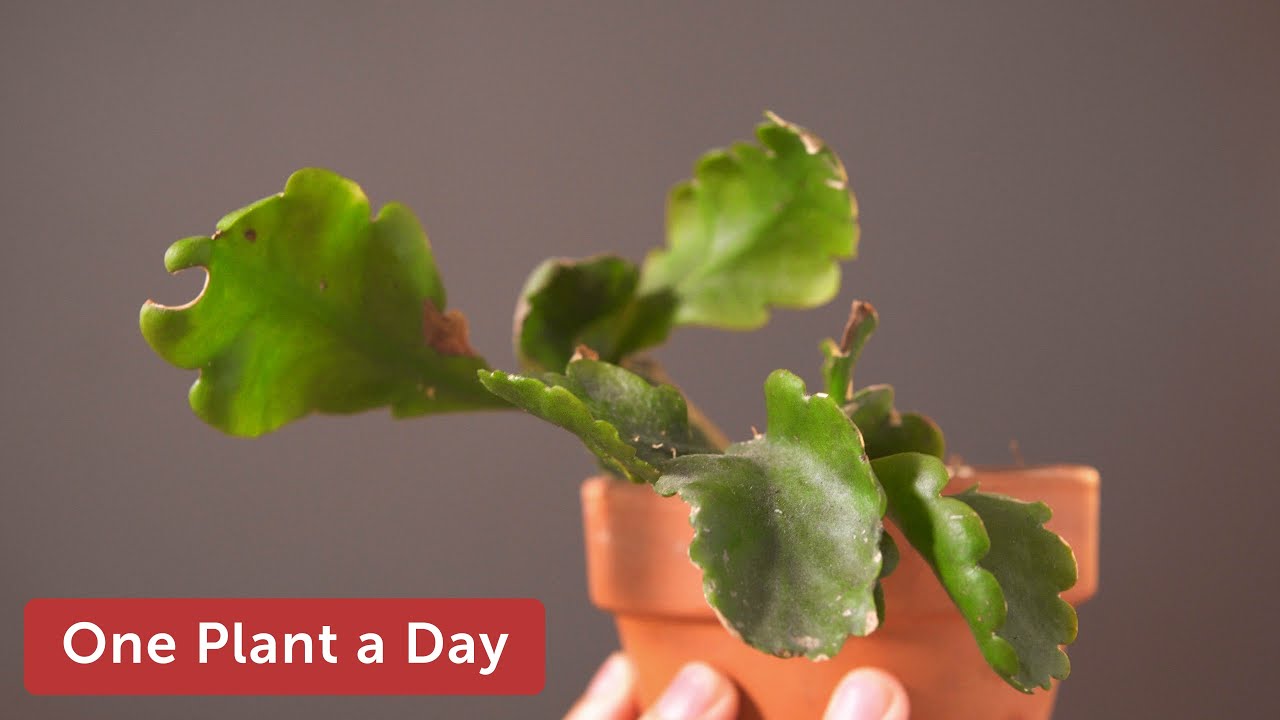 Rhipsalis oblonga Houseplant Care—71 of 365