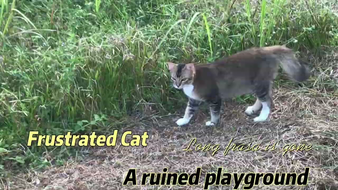 Cats are confused about where they play | @Jdt Cats.