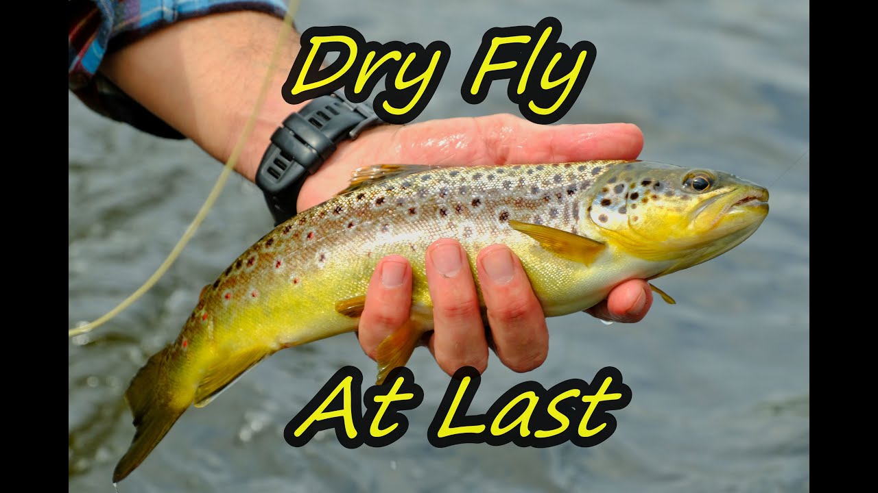 Dry fly at last....