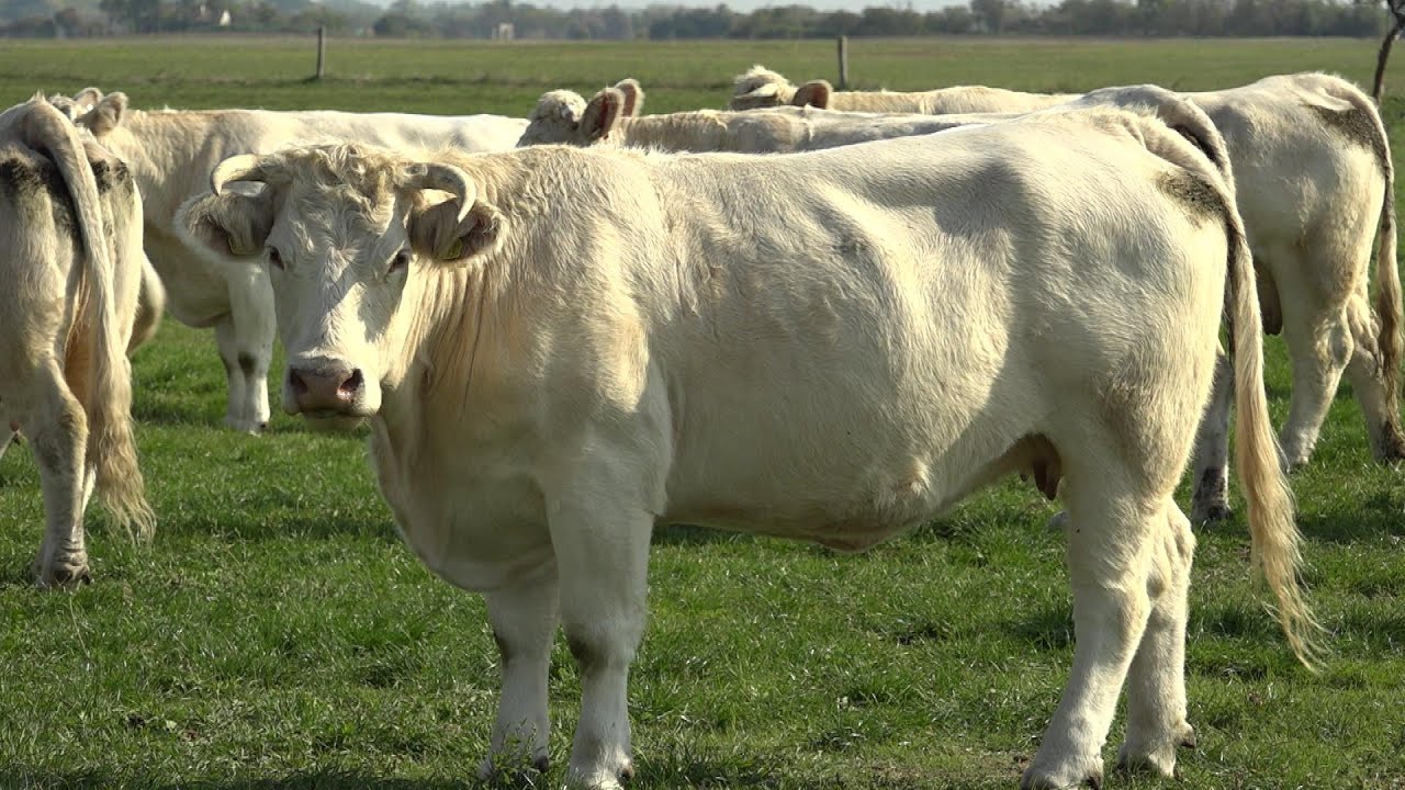 Kiváló minőségű marhahús az Alföld szívéből