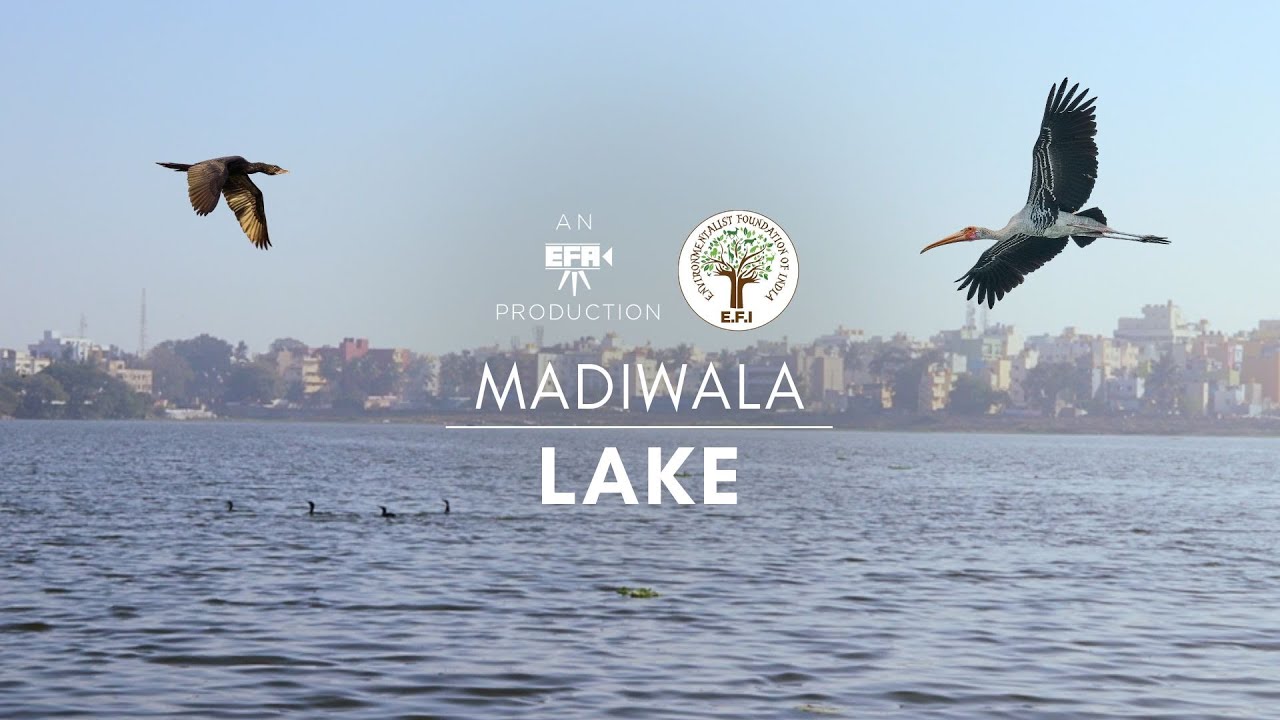 The Madiwala Lake Story | Hydrostan - Bangalore | English #bangalore #karnataka