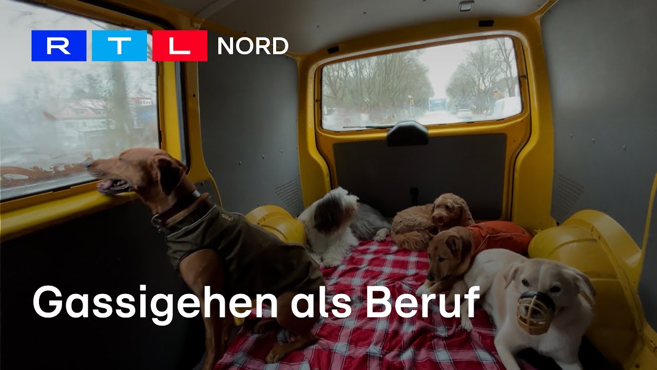 Der Traum: Hauptberuflich mit Hunden spazieren