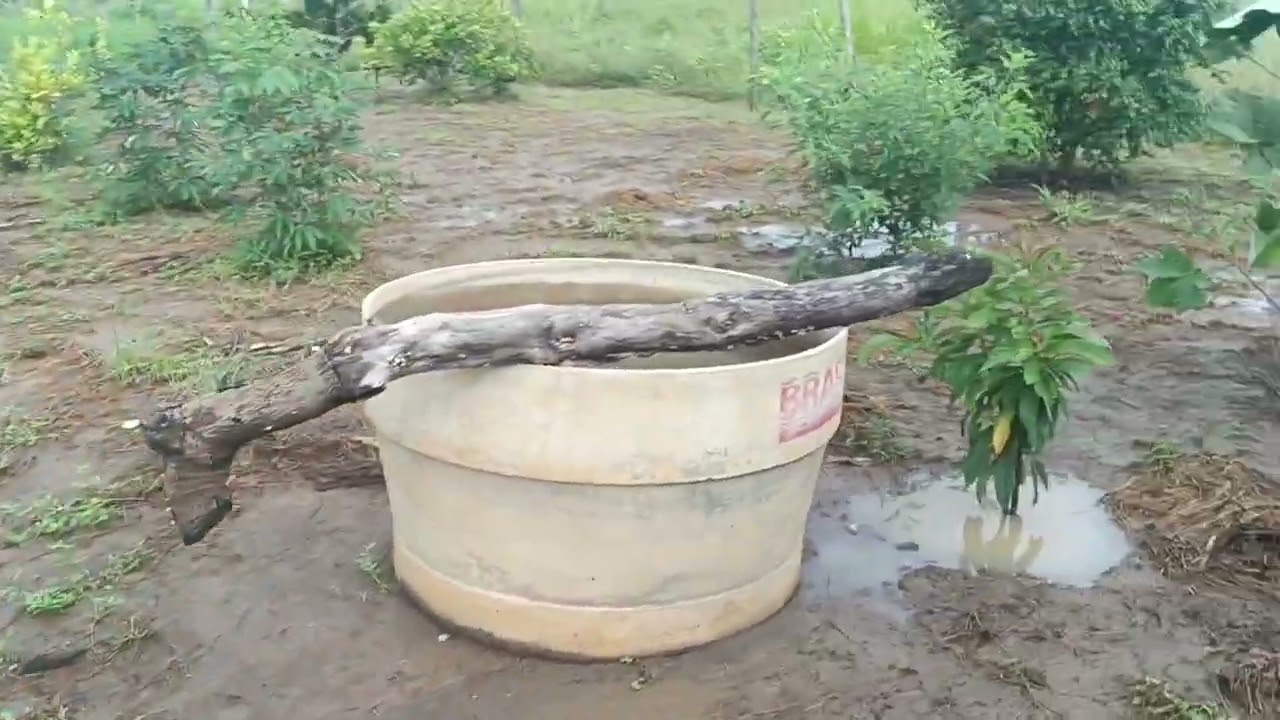 Chuva e Prosperidade / Choveu no Norte Mineiro