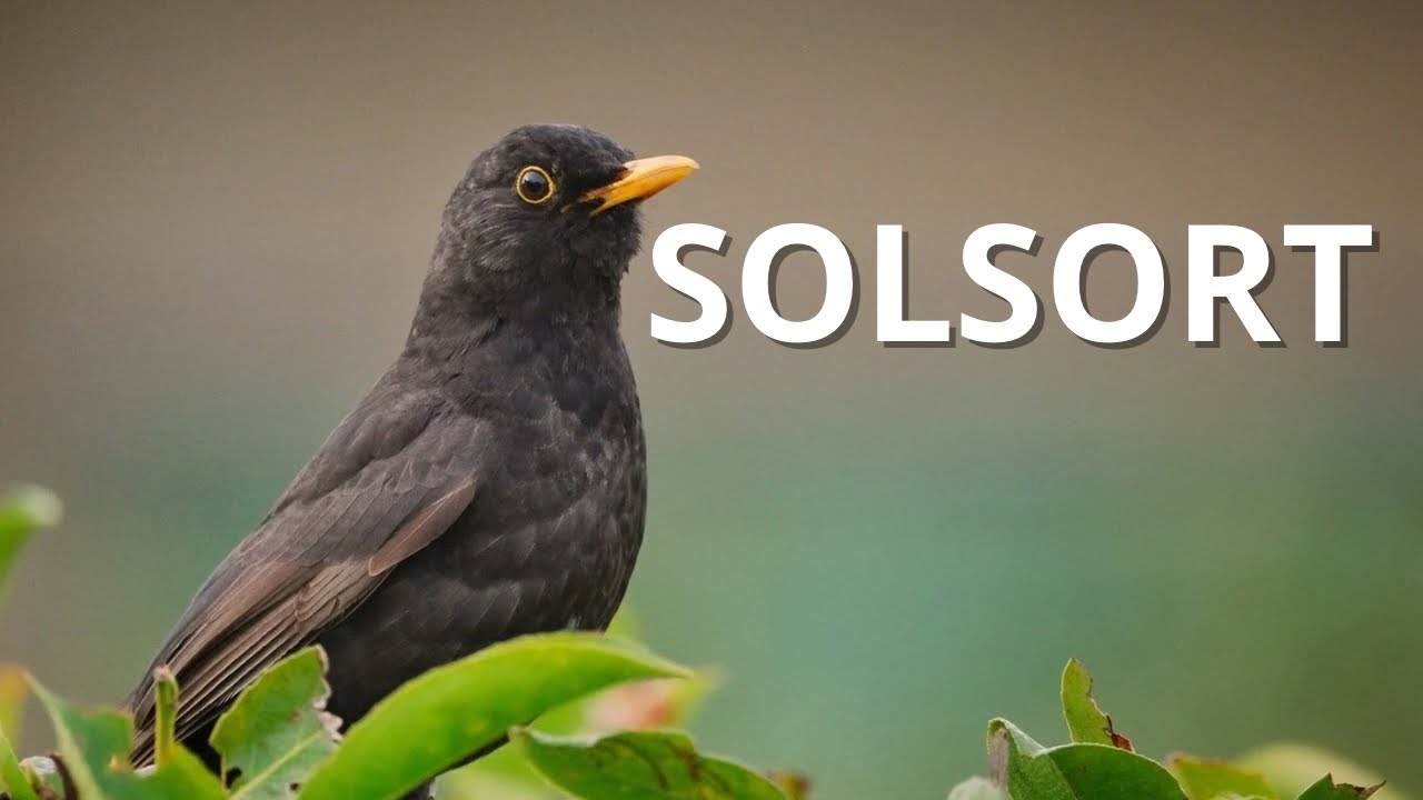 Solsort – Danske fugle på 3 minutter | Vilde Danmark
