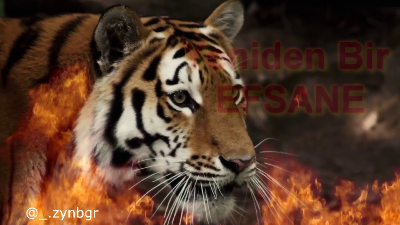 MALATYA OF TIGER 🇹🇷🇹🇷 UEFA MALATYA İNTRO