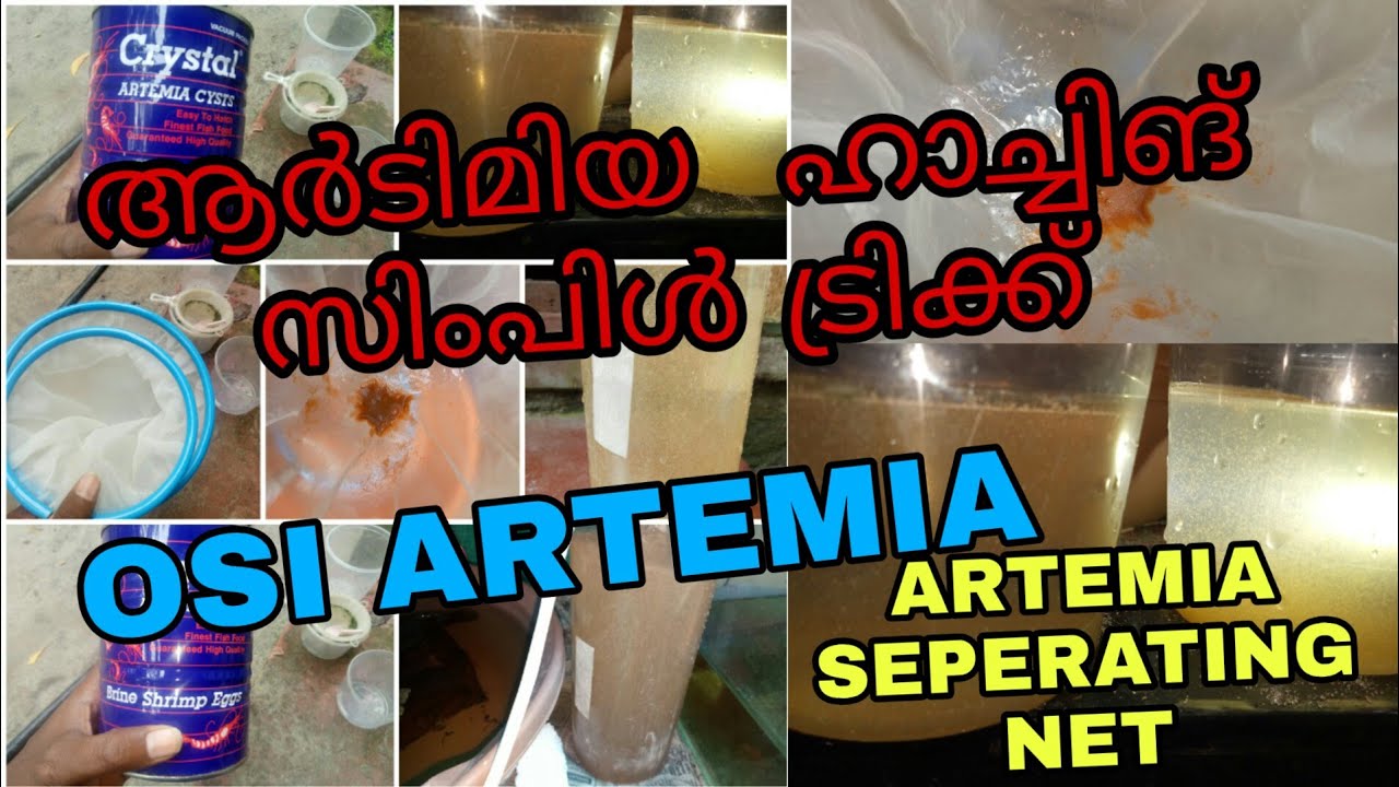 ARTEMIA HATCHING MALAYALAM |SIMPLE TRICKS|OSI ARTEMIA|ARTEMIA SEPERATING NET REVIEW|BRINE SHRIMP EGG