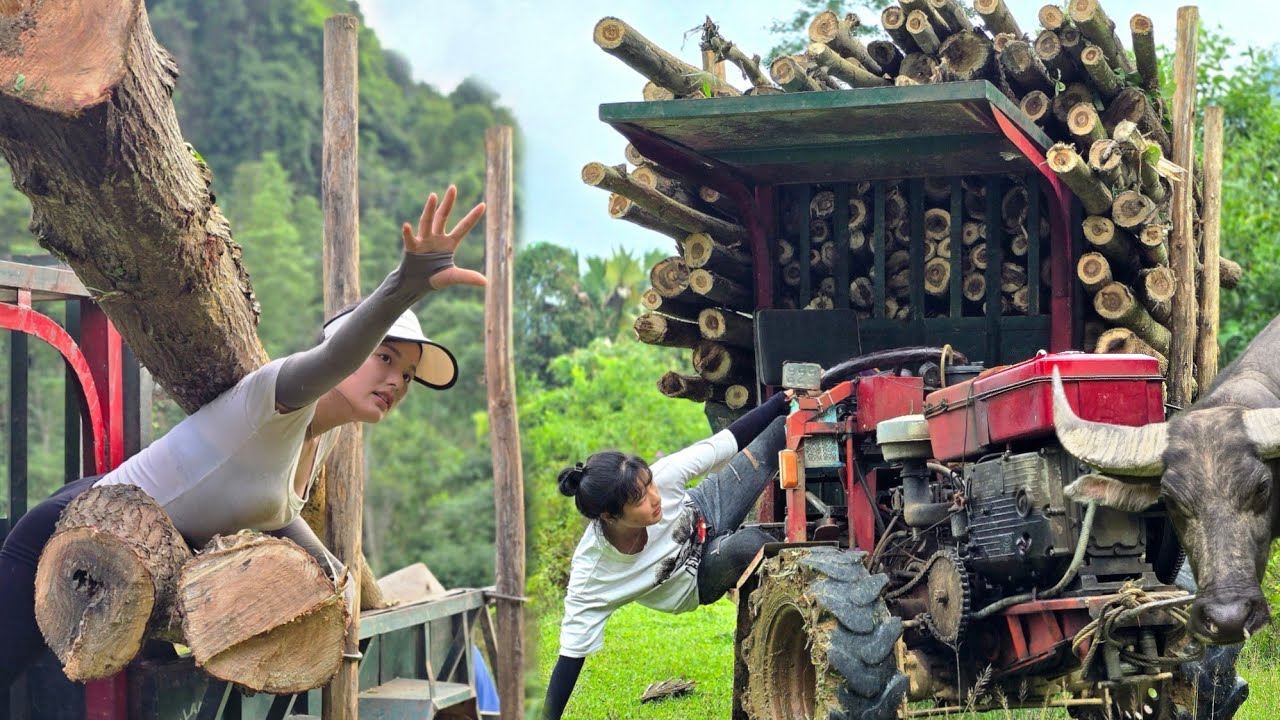 Agricultural vehicles transporting mahogany/acacia wood and dangerous accidents#logtruck#truck#
