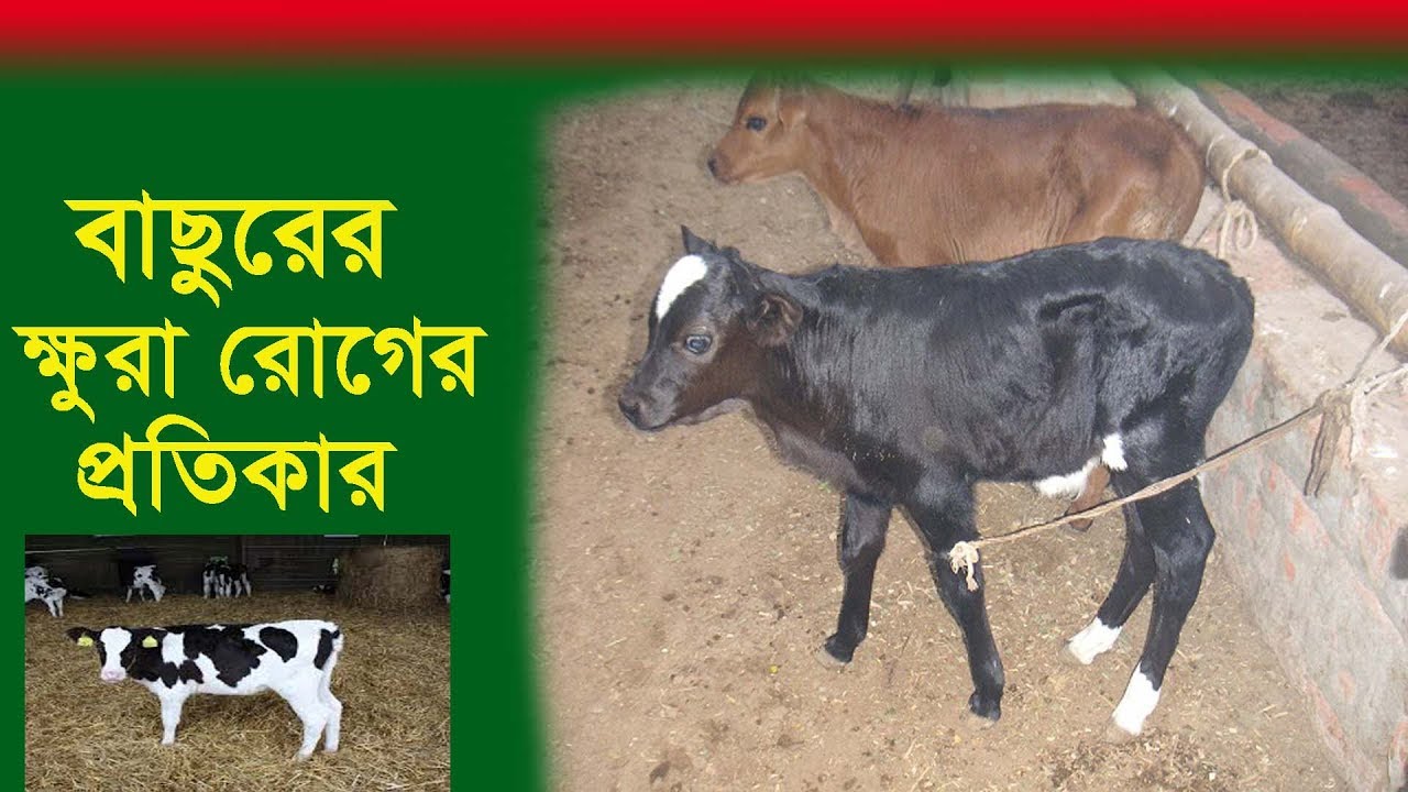 বাছুরের ক্ষুরা রোগের প্রতিকার ও প্রতিরোধ | Remedies and prevention of cow calves FMD
