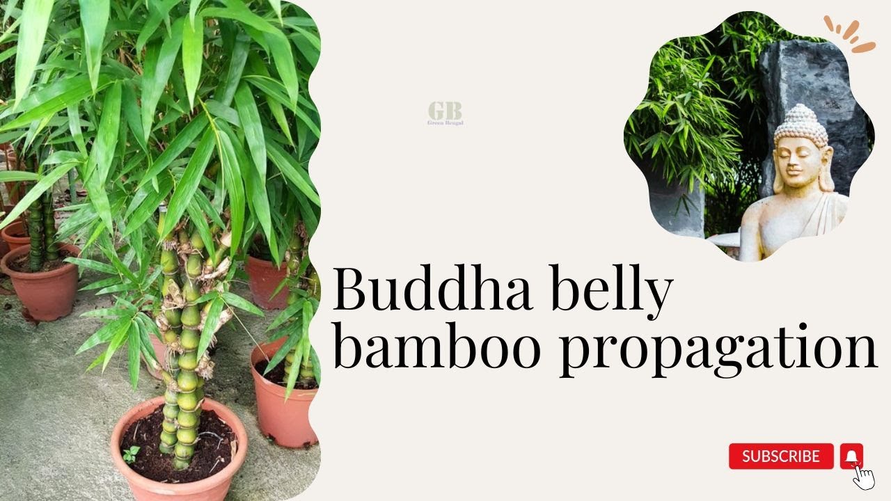 Buddha belly bamboo propagation | Super easy method to grow buddha belly bamboo