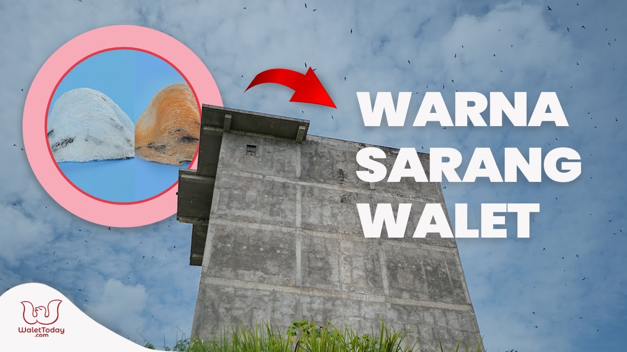 Warna Warni Sarang Burung Walet Mentah