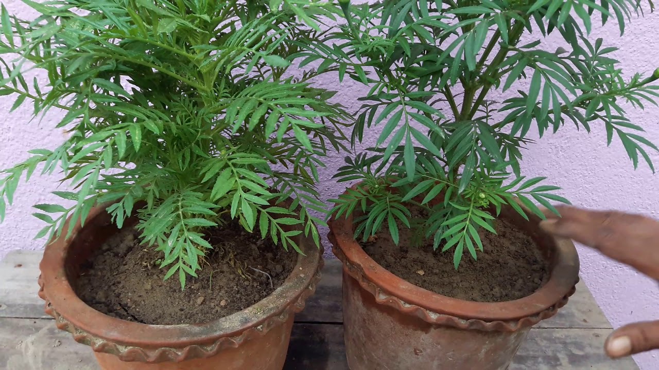 গাঁদাগাছে প্রচুর ফুল পাওয়ার জন্য পরিচর্যা