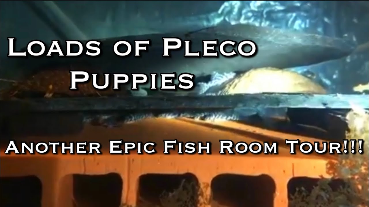 Epic Fish Room Tour of Pleco Breeder from Europe ApistoKillifish - Elias and his Amazing Fish Room!!