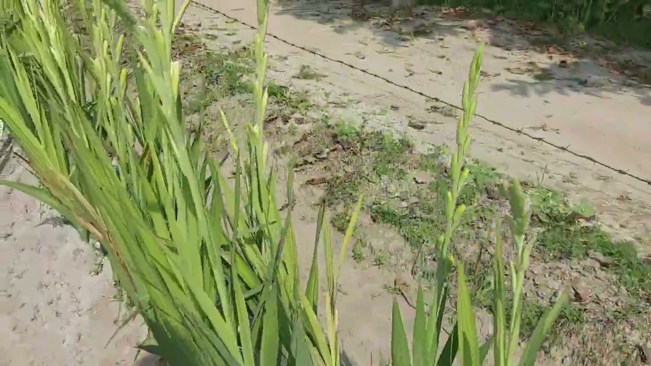Gladiolus flower farming | Botrytis Disease Care| Blight | brownspot |