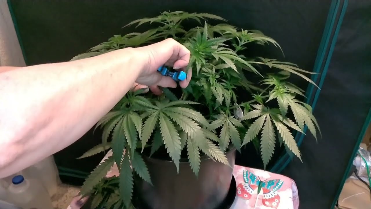 Kay's Strawberry tea canna coco & grow dots update @realgrowers  #gardening #420