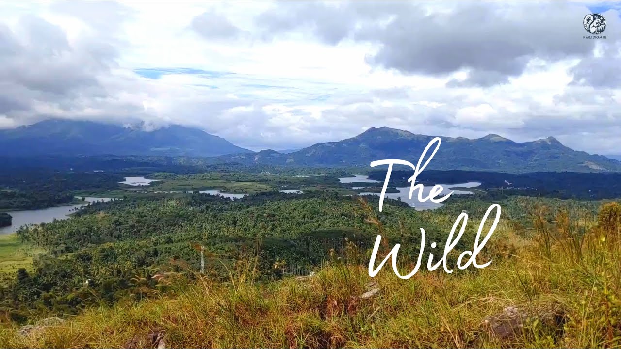 The Wild - A Brief Glimpse | 4K Video