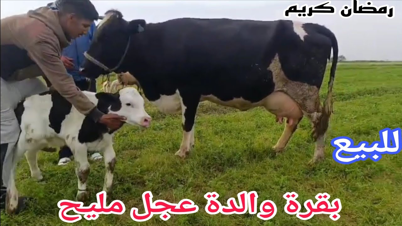 كسيبتووو📢📢 بقرة والدة عجل مليح🌟 إتصل 06.07.51.46.34📞ألو سي عبد اللطيف نواحي الغرب🇲🇦 