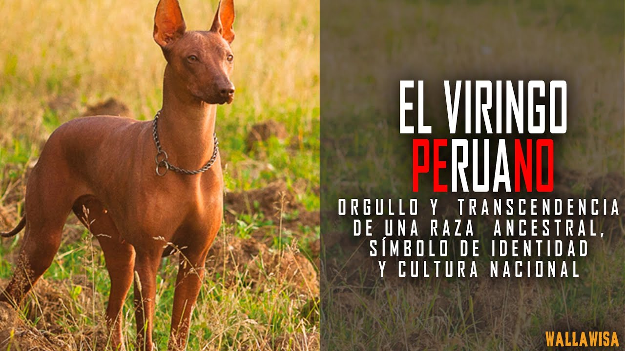 El viringo: el perro ancestral de origen místico, símbolo del Perú